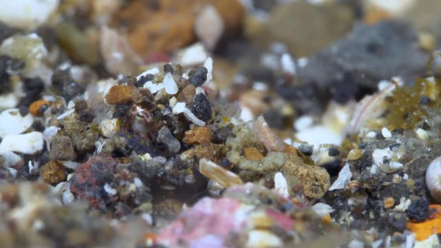 Bobtail squid putting sand on top of itself