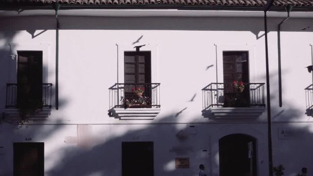 Birds flying on flock in front of white buildings in the city of Popayan, Colombia.