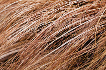 abstract long dry grass