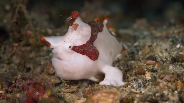 Painted frogfish (Antennarius pictus) resting in sand