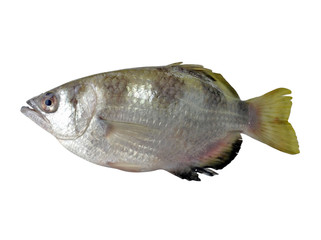 Tropical ornamental fish,saltwater blowpipe fish,Archer fish on white background 