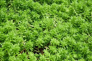 Succulent plants in garden, Sedum pachyphyllum