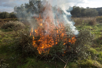 Fototapeta na wymiar Olive branches and fire