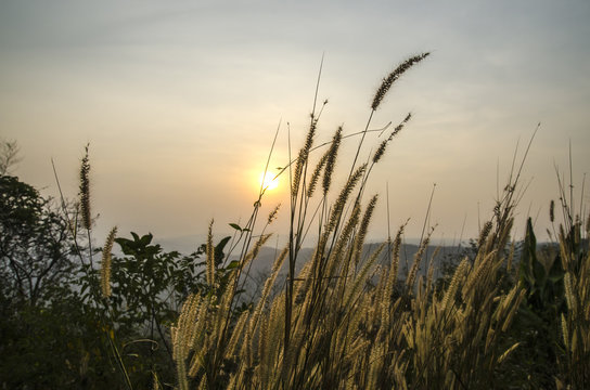 Sunset with mountain view and grass