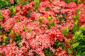 Naklejka premium Ixora flowers, Rubiaceae flower, Ixora coccinea Red Rubiaceae f