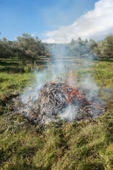 Fototapeta premium Olive branches and fire