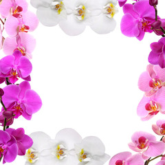 Fototapeta premium Frame of beautiful flowers with space for text on white background.