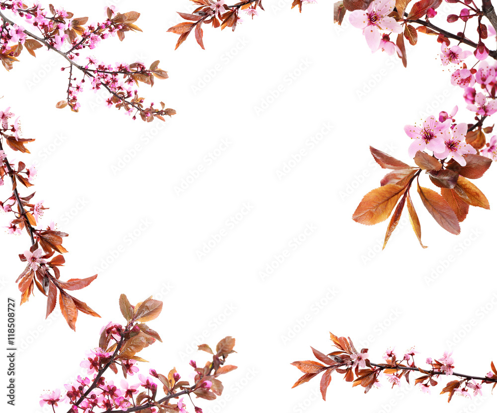 Wall mural frame of spring flowering branches on white background.