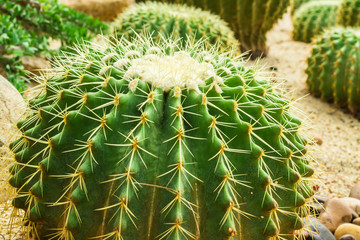 Close up photo of cactus needles