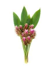 Bunch of Siam tulip or Curcuma flowers isolated on white backgro
