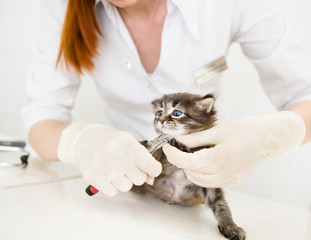 vet cutting cat toenails