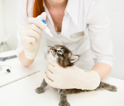 close up veterinarian dripping drops to the kitten eye in clinic