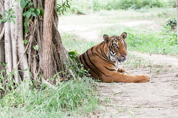 Bengal tiger