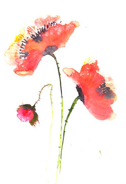 Beautiful red poppy, watercolor illustrator