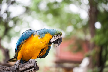 colorful parrot in garden
