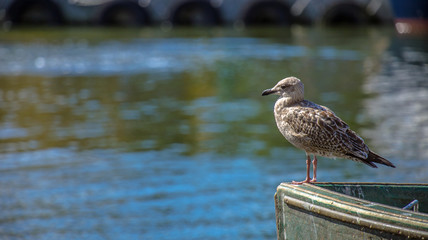 A young seagull sitting in the harbor on a boat