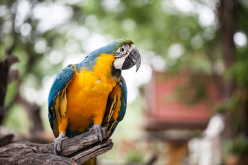 colorful parrot in garden