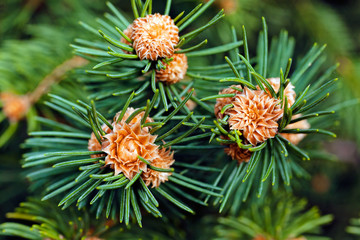 Naklejka na ściany i meble Young fir cone