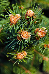 Young fir cone