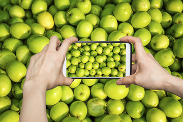A tourist taking a photo of green jujubes with smartphone camera 