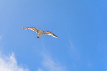 Close Up Flying Bird In The Blue Sky