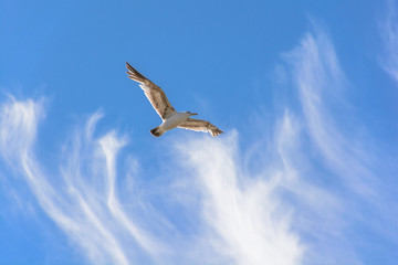 Close Up Flying Bird In The Blue Sky