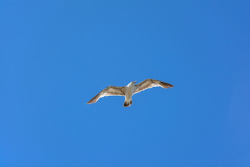 Fototapeta na wymiar Close Up Flying Bird In The Blue Sky