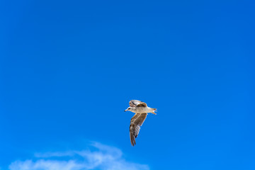 Close Up Flying Bird In The Blue Sky