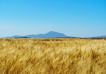 Wheat field with blue sky and a mountain on the background