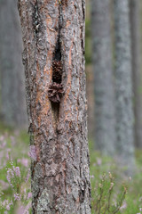 Pine cones stuck in pine tree, heather in the background