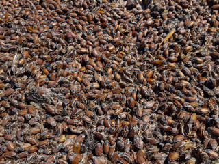 Lot of dead cockchafers. Natural disaster