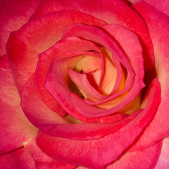 Beautiful Close Up Rose Flower