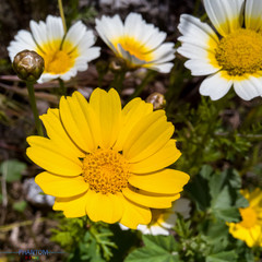 Beautiful Wild Flowers in Green Nature