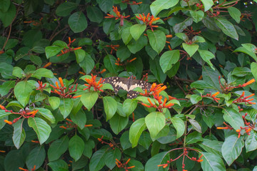 Butterfly on scarlet bush tree, Hamelia patens