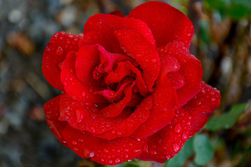 Beautiful Close Up Rose Flower