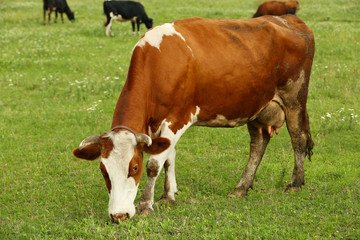Naklejka na ściany i meble Cows on the meadow
