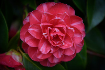 A Close Up Beautiful Camellia Flower