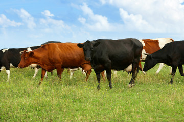 Cows on the meadow