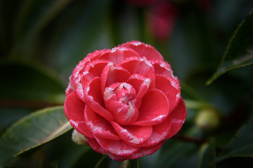 A Close Up Beautiful Camellia Flower