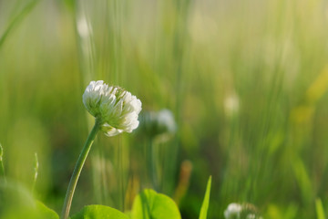 White clover flower on blurred grass background