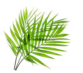 Green leaves of palm tree on white background