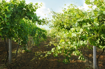 Fototapeta na wymiar Green vineyard on plantation