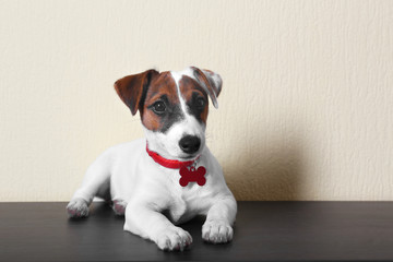 Cute small dog Jack Russell terrier on light background