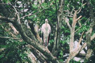 Image of stork perched on tree branch