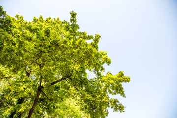 Baumwipfel in der Mittagssonne