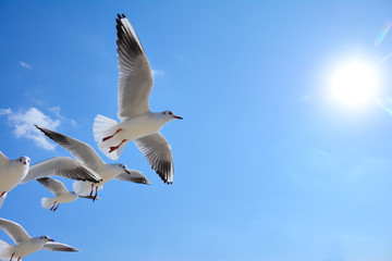 青空を飛ぶカモメの群れ
