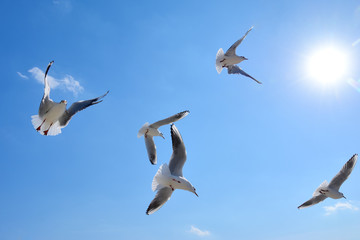 青空を飛ぶカモメの群れ
