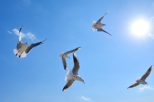 青空を飛ぶカモメの群れ
