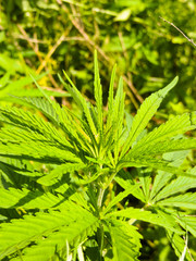 Bushes of the cannabis plant