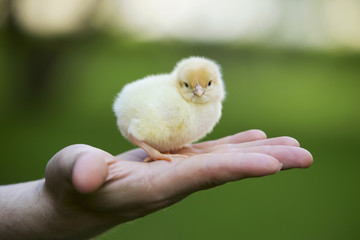the little chick